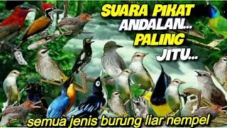 SUARA PIKAT BURUNG LIAR SUPER AMPUH || DI JAMIN SEMUA JENIS  BURUNG LIAR NEMPEL