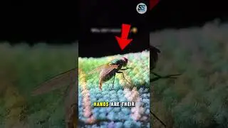 Why Flies Rub Their Hands? 🤯🖐