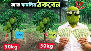 ৫০ টাকার কাঁঠাল চারা ১৬৫ টাকায়!  না ঠকতে চাইলে অবশ্যই দেখুন | jackfruit Plant Nursery Scam Bangla