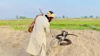 BIG King Cobra Rescue Mission