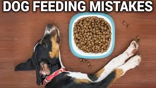 The Deadly Dog Feeding Mistakes You Need To Avoid