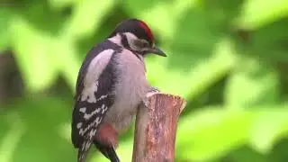 Discover how woodpeckers create habitats for other species. #Woodpecker