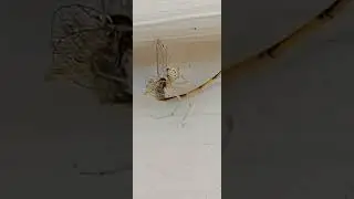 Spider caught a damselfly #shorts