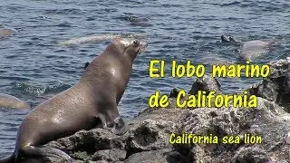 El lobo marino de California - The California Sea Lion
