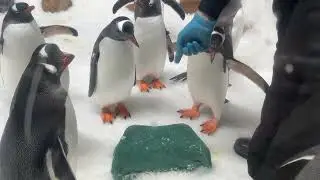 Penguins feeding time! Giant King Penguins @ Melbourne Sea Live