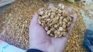 Professional Almond Shelling Machine,High-Efficiency Nut Cracker , Shell Remover