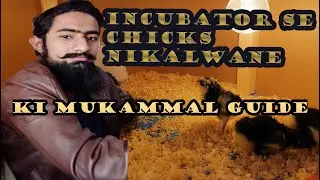 HOW TO TAKE CARE OF CHICKS|MUKAMMAL GUIDE|#chickscare| |#newbornchicks|Hen Chicks|#PakistanPetsWorld
