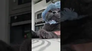 SLICK BACK! // #viral #cat #cats #gato #gatos #slickback #trend #viral #funny #meme #funnycats