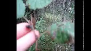 Hanging Out With The Blow Flies!