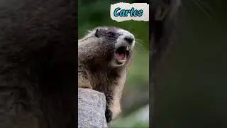 Carlos, &ocirc; Carlos... #shorts #shortshumor #humor #nomes #memes #entreterimento