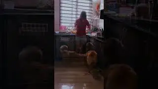 42  Nana Vs Accompany : My Dog&rsquo;s Fascinated Watching Me Cut Fruit &ndash; Too Cute to Miss! 🍉🐶