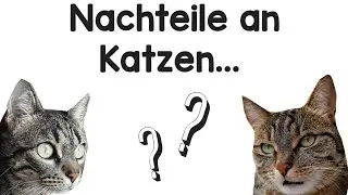 Nachteile von Katzen..?