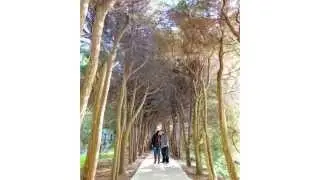 Old Westbury Gardens Engagement and Wedding Photos by Top Long Island Wedding Photographers
