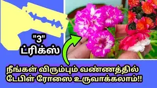 மல்டி கலர் ரோஸ் எப்படி உருவாக்கினேன்?? மாடித்தோட்டம்