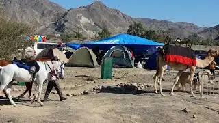 Hatta Wadi Hub Camping Experience