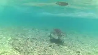 Tartarughe a Gili Trawangan
