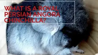 What is a Royal Persian Angora chinchilla?