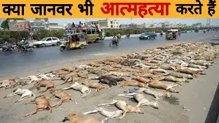 Animals Suicide  क्यों करते हैं? 🤔 Amazing facts #shorts #animal @Facttechz | @mr gyani | @fact star