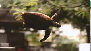 flying turtle