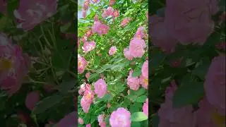 Rojas flowers । song 🌹🎶 । #shorts #photography #music #nature