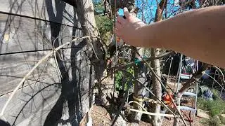 Pomegranate Tree: Pruning in February