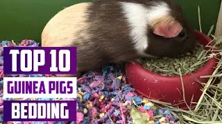 Top 10 Best Bedding for Guinea Pigs in 2025 | The Ultimate Countdown, Reviews & Best Picks!