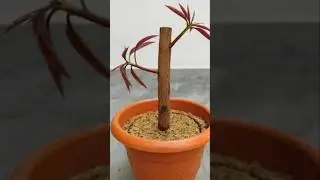Mango grafting method...