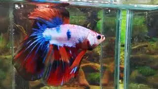 64A600 Koicandy halfmoon(longtail)