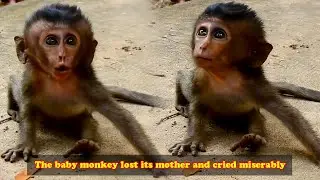 Baby monkey lost her mom and wandered to find her. The moment she reunited with her mom was touching