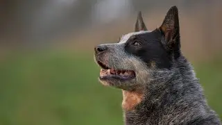 Getting to Know the Australian Cattle Dog: Blue Heeler and Queensland Heeler