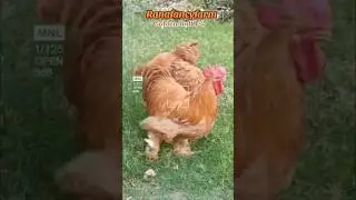 Golden Buff Cochin Breeders at Ranafancyfarm #fancychickenfarm #chickenbreed # heavybuff #rooster
