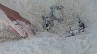 Turtle hatching in Dominican Republic