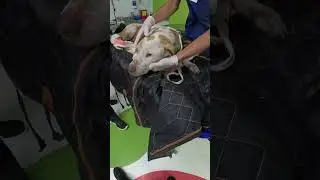 Rescatando a Jaimecito 🐶🏴󠁧󠁢󠁥󠁮󠁧󠁿🩵 Pt 2