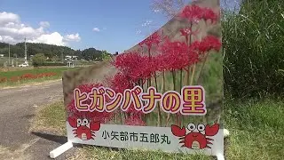 富山･小矢部 五郎丸ヒガンバナの里 満開の彼岸花散策 2024
