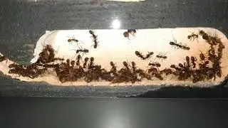 Camponotus rufipes - Formigario