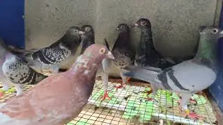 50 pic long distance racing homer chick sale rs.700 pic transport available all india ph.9698527176