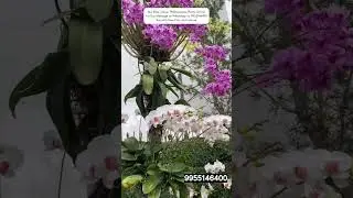 Buy These Plant For Valentines #orchid #flowers #giftideas #valentinesday #roseday #plants #shorts