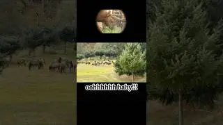 OREGON DEER HUNTING PT3 #country #deerhunting #elk #deer #adventure #wildlife #shorts #hunting