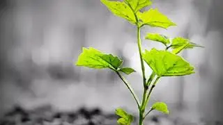 World  Environment Day || Whatsapp Status Video