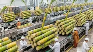 Inside a Giant Cane Sugar Factory: How Fresh Sugarcane Becomes Shiny Crystal Sugar (Factory Process)