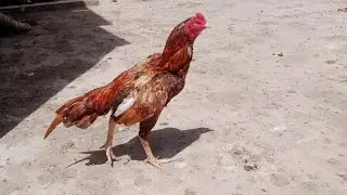 Dog ky babe reveal kar diya // sultan chutki par lag giya // salo pet house daily routine