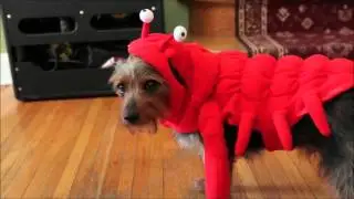 Pawlooza Ad Edit1