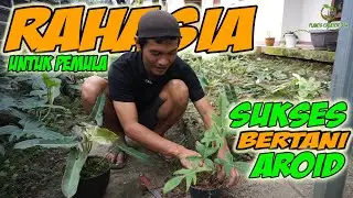 RAHASIA SUKSES BERTANI TANAMAN HIAS AROID AGAR TIDAK MERUGI