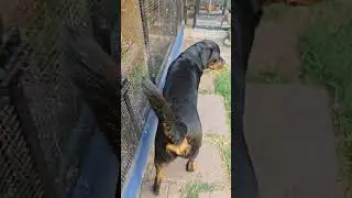 #parrot #birds #rottweiler #love #rosalbin #cacatoes #africangreylover