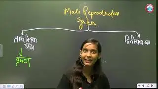 नर जनन तंत्र | Male Reproductive System Explained | Sperm Production, Glands & Functions