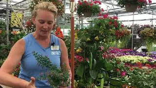 Annuals that Love Hot Sun or Shady Spots