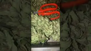 Trim Jail 🔐✂️