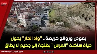 بعوض وروائح كريهة.. 