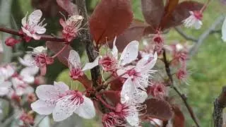 Footage ФУТАЖ 45 СЛИВА РАСТОПЫРЕННАЯ Nigra (Pr&uacute;nus ceras&iacute;fera)