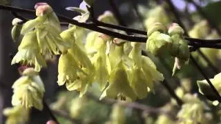 UN BEL ARBUSTE FACILE POUR FLEURIR VOTRE JARDIN EN F&Eacute;VRIER LE NOISETIER D'HIVER (CORYLOPSIS)